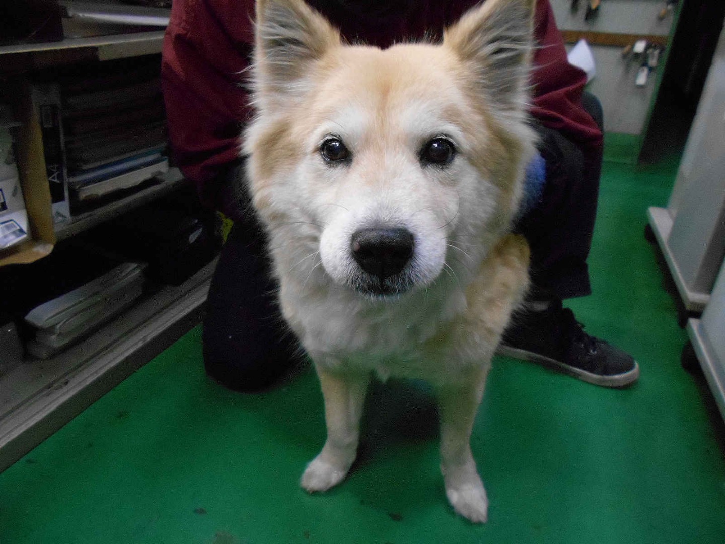 ピットイン犬